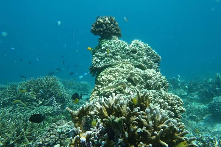 Snorkeling