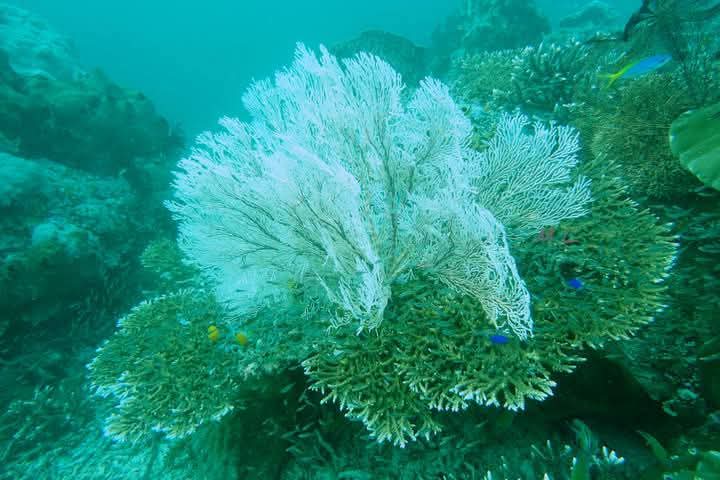 Snorkeling